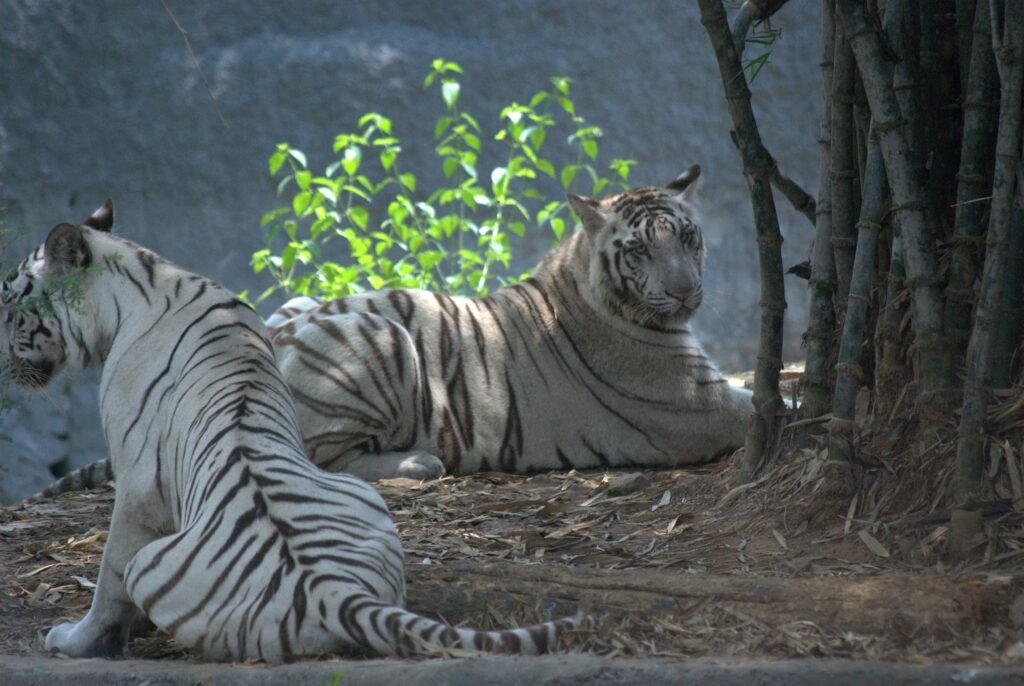 Arignar_Anna_Zoological_Park_Vandalur_Zoo Weekend Getaways Within 50 km of Chennai